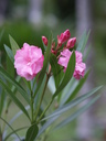 img/plants/apocynaceae/nerium_oleander.jpg