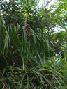 img/plants/arecaceae/calamus_sp_01.jpg