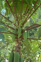 img/plants/caricaceae/carica_papaya_2.jpg