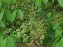img/plants/euphorbiaceae/hevea_brasiliensis_2.jpg