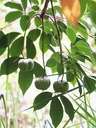 img/plants/euphorbiaceae/hevea_brasiliensis_3.jpg