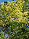 img/plants/euphorbiaceae/hevea_brasiliensis_4.jpg