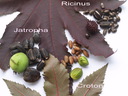 img/plants/euphorbiaceae/oilseeds.jpg