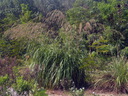 img/plants/poaceae/citronella_grass.jpg