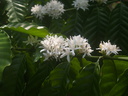 img/plants/rubiaceae/coffea_canephora_01.jpg