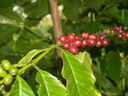 img/plants/rubiaceae/coffea_canephora_05.jpg