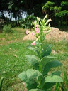 img/plants/solanaceae/nicotiana_tabacum.jpg