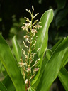 img/plants/zingiberaceae/alpinia_officinarum_1.jpg